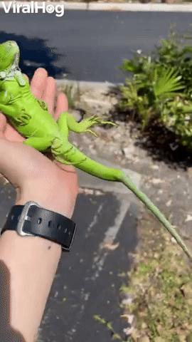 Iguana Is Vibing