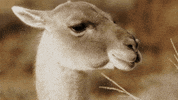 When Nature Calls Alpaca GIF by ABC Network