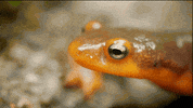 Lizard Pond GIF by PBS Digital Studios