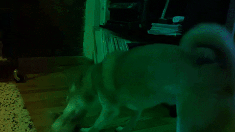 nicklucchesi  GIF