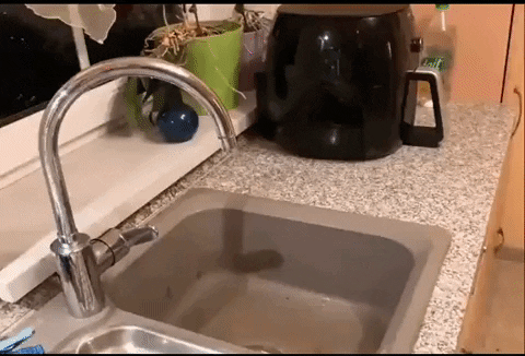 cuteanimalland giphyupload GIF