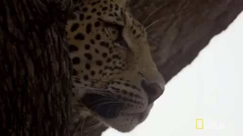 watching nat geo wild GIF by Savage Kingdom