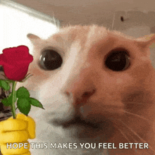 nathanyearout happy cat roses make you feel better GIF