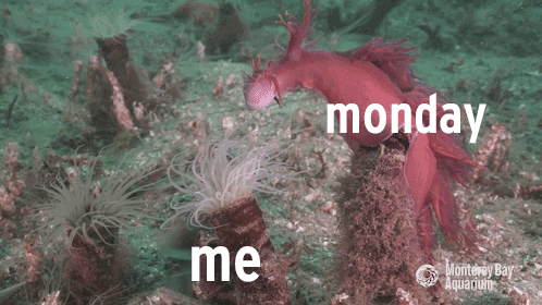 monday motivation GIF by Monterey Bay Aquarium