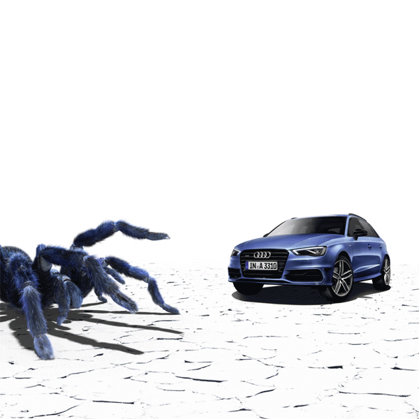 giant spider halloween GIF by Audi