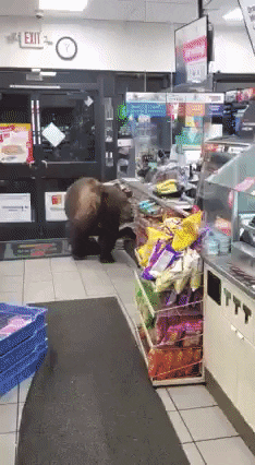 cuteanimalland giphyupload GIF