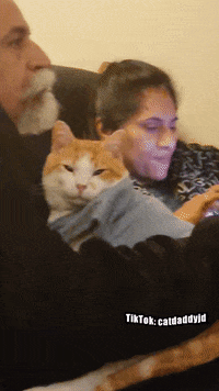 Cat Love GIF by STAGEWOLF