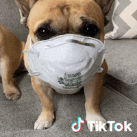 Dog Chien GIF by TikTok France