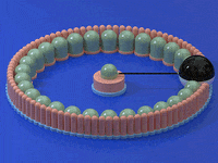 kberraho fun animation 3d c4d GIF