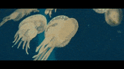 lolakirke monster ocean fish shark GIF