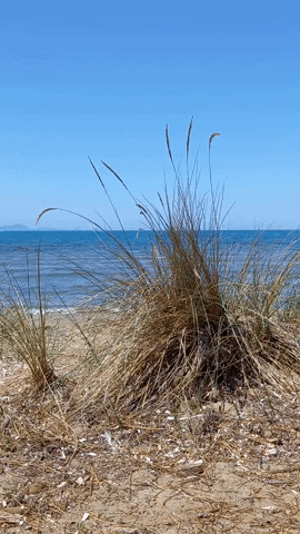 Simongip giphyupload GIF