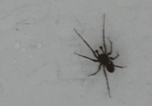 spider GIF