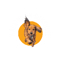 Walking On Sunshine Dog Sticker by Humane Society of Broward County