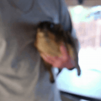 Wildlife Holding GIF