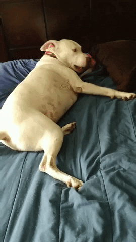 anavictoriadeltoro makarpitbull makar GIF