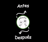 anemonejardineria after before antes anemone GIF