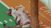 GIF by Hallmark Channel