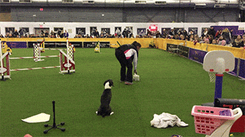 dog GIF by Westminster Kennel Club
