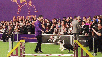 dog GIF by Westminster Kennel Club