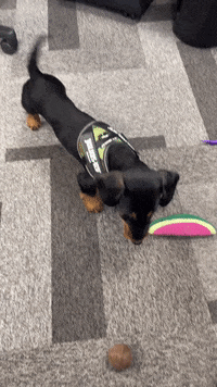 Filmtrick  GIF