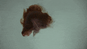 Venus Fly Trap GIF by Brakence