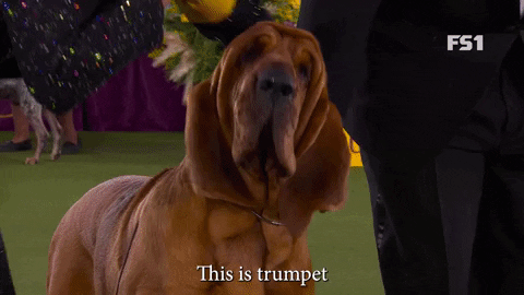 Westminster Dog Show Trumpet GIF by Westminster Kennel Club