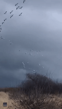 Geese Don't Let High Winds Deter Journey as Flock Soars Through British Columbia Sky
