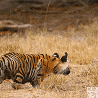 bbc earth wow GIF by BBC America