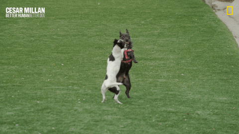 Dogwhisperer GIF by National Geographic Channel