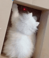 Cat Omg GIF