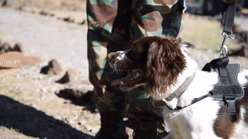 Sniffing Spaniel Protects Critically Threatened Rhinos in Kenya by Identifying Guns