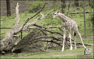 gifys GIF by The .GIFYS