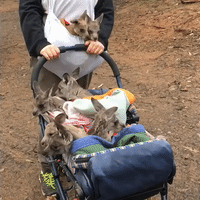 Peeka-Roo! Adorable Joeys Go Exploring in Baby Stroller