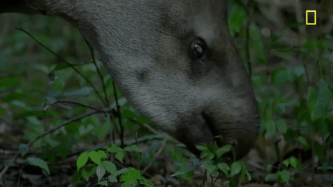 nat geo eating GIF by National Geographic Channel