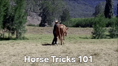 horsewise giphygifmaker horse tricks 101 GIF