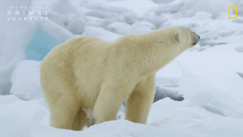 National Geographic GIF by Nat Geo Wild