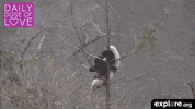 panda bear GIF by explore.org