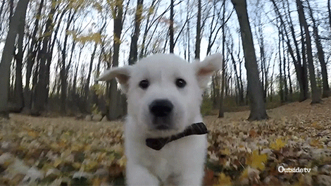 Video gif. A small white dog running towards us through a forest with fallen leaves.