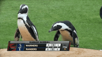penguin GIF