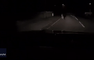 Wallaby Goes for Midnight Skip Along English Road