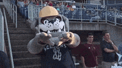 mvscrappers mascot bulldog scrappy scrappers GIF