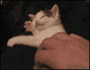 cat sleeping GIF