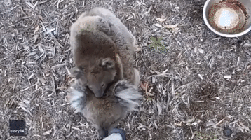 'Oh, Don't Climb on Me': Koala Carrying Joey Mistakes Man's Legs for Tree
