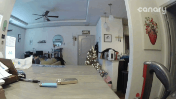 cats knocking things over GIF