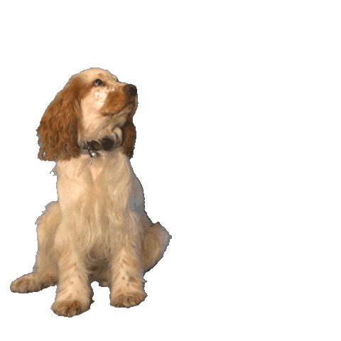 animalis_fr giphyupload dog give donne Sticker