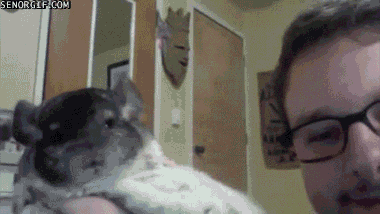 kicks chinchillas GIF by Cheezburger