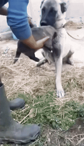 cuteanimalland giphyupload GIF