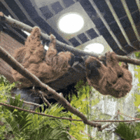 Kisses Love GIF by Valley Zoo Development Society