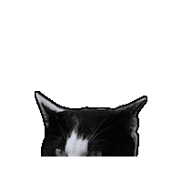 Cat Sticker