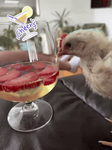 Cheers Chicken GIF